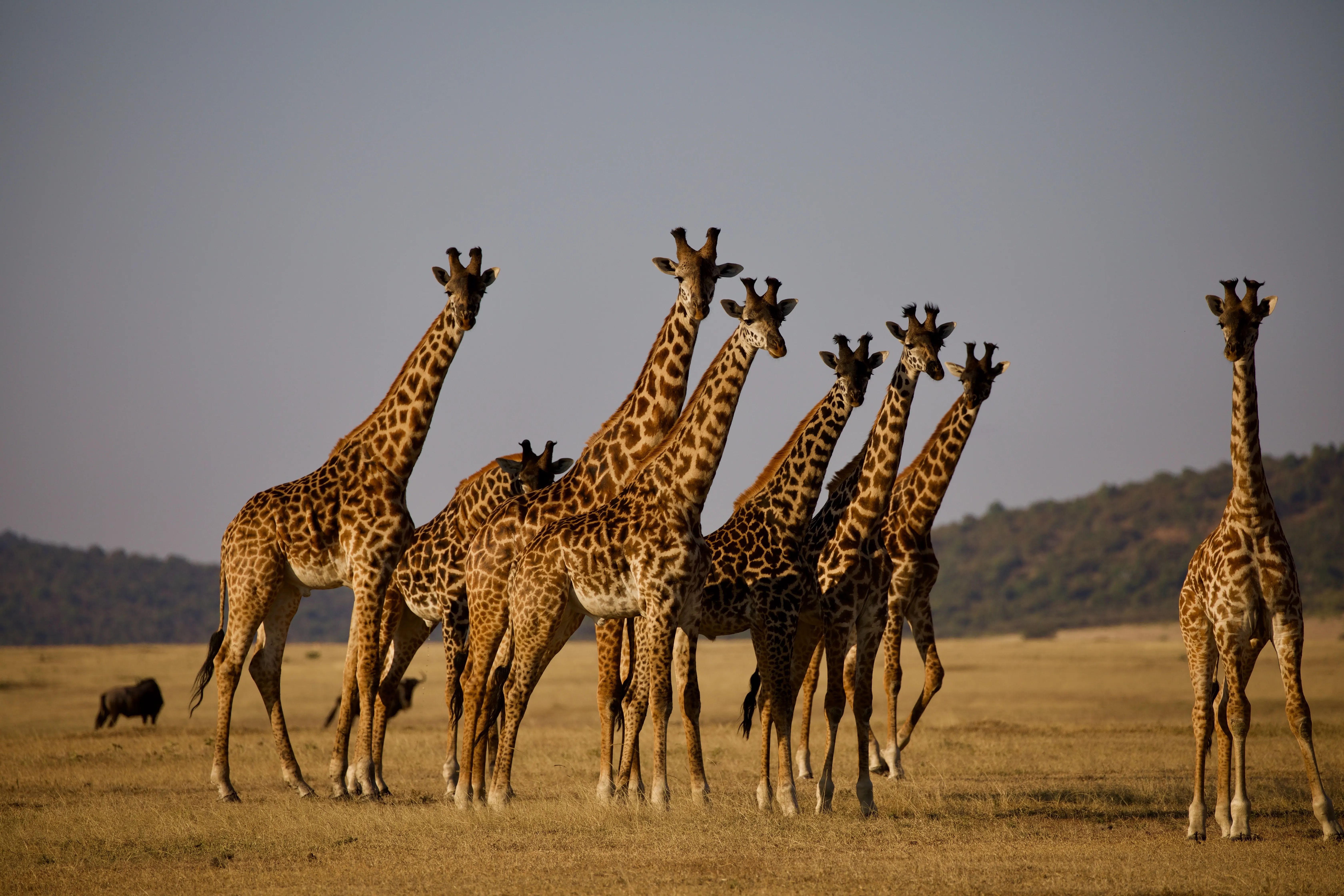 Tarangire safari wildlife